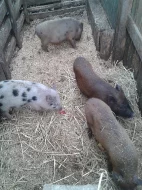 Prodám zakrslá prasátka